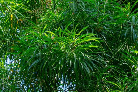 細葉百合竹|福星花園: 番仔林投